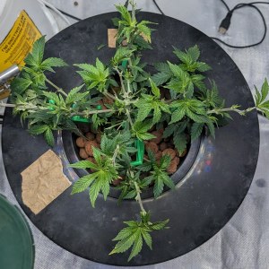 bbs-grow-diaries/blimburnseeds-com/user-39614/14963be919949047