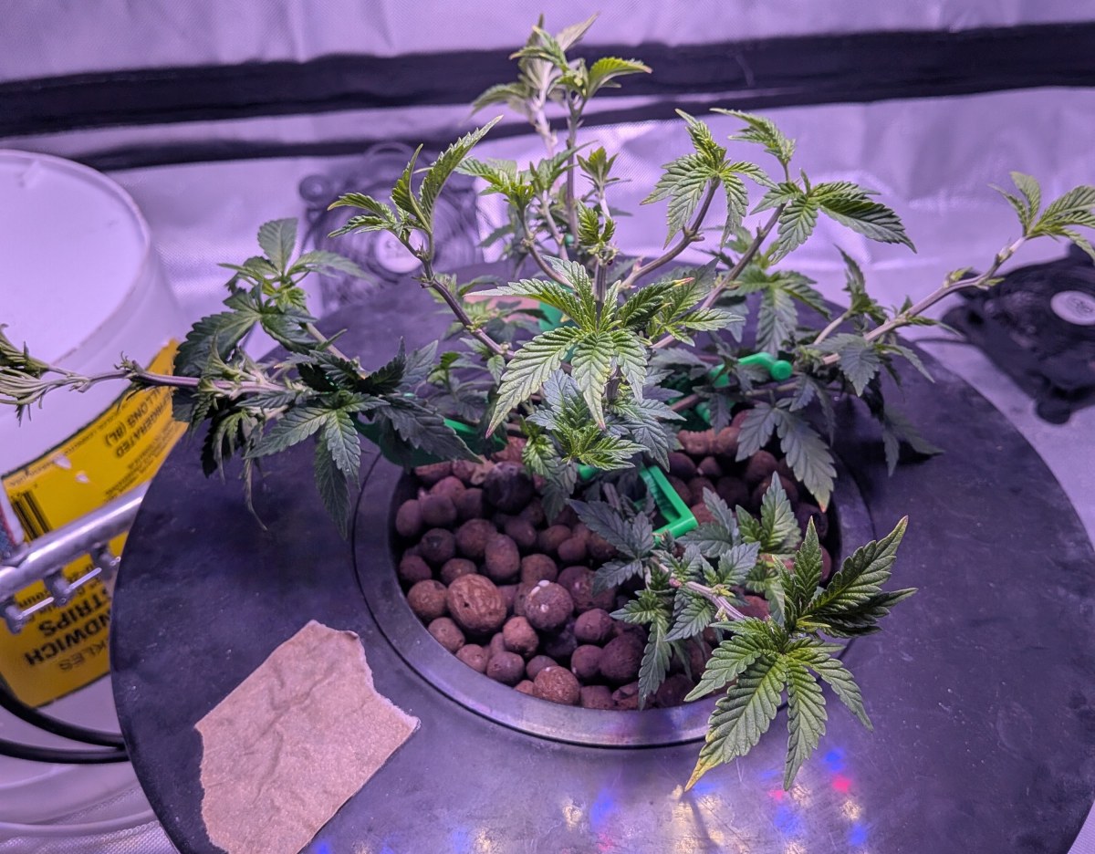 bbs-grow-diaries/blimburnseeds-com/user-39614/3651e6e77303e07b