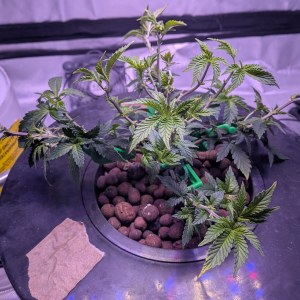 bbs-grow-diaries/blimburnseeds-com/user-39614/3651e6e77303e07b