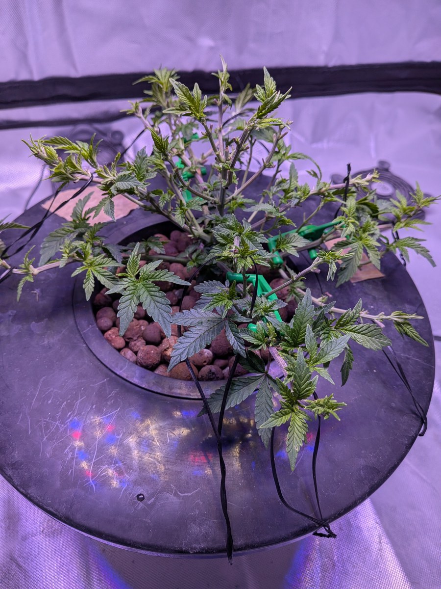 bbs-grow-diaries/blimburnseeds-com/user-39614/36655186bf56e213