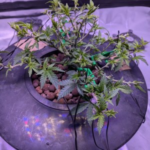 bbs-grow-diaries/blimburnseeds-com/user-39614/36655186bf56e213