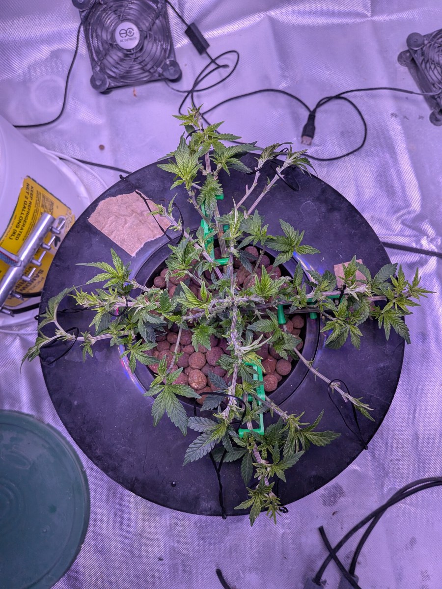 bbs-grow-diaries/blimburnseeds-com/user-39614/37f08918e461167d