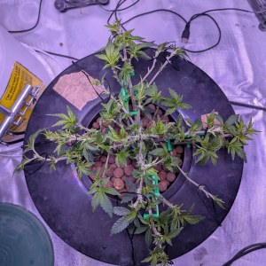bbs-grow-diaries/blimburnseeds-com/user-39614/37f08918e461167d