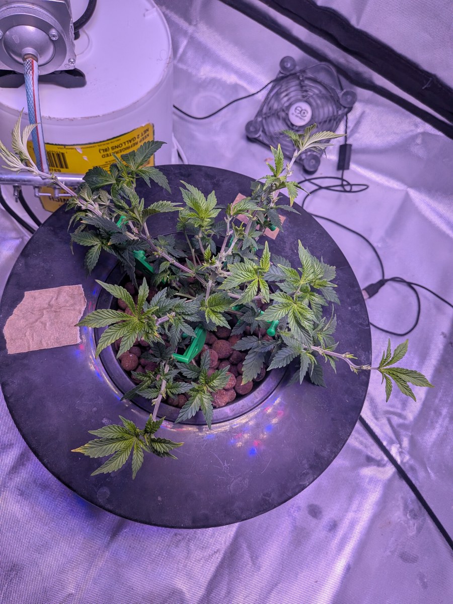 bbs-grow-diaries/blimburnseeds-com/user-39614/44e1f8fc3036056a