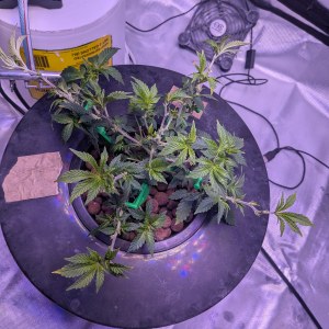 bbs-grow-diaries/blimburnseeds-com/user-39614/44e1f8fc3036056a