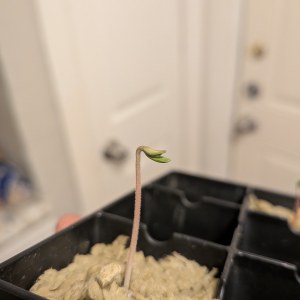 bbs-grow-diaries/blimburnseeds-com/user-39614/5b9c338954dc2eae