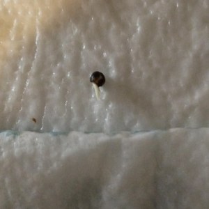 bbs-grow-diaries/blimburnseeds-com/user-39614/62280ea9d94437eb