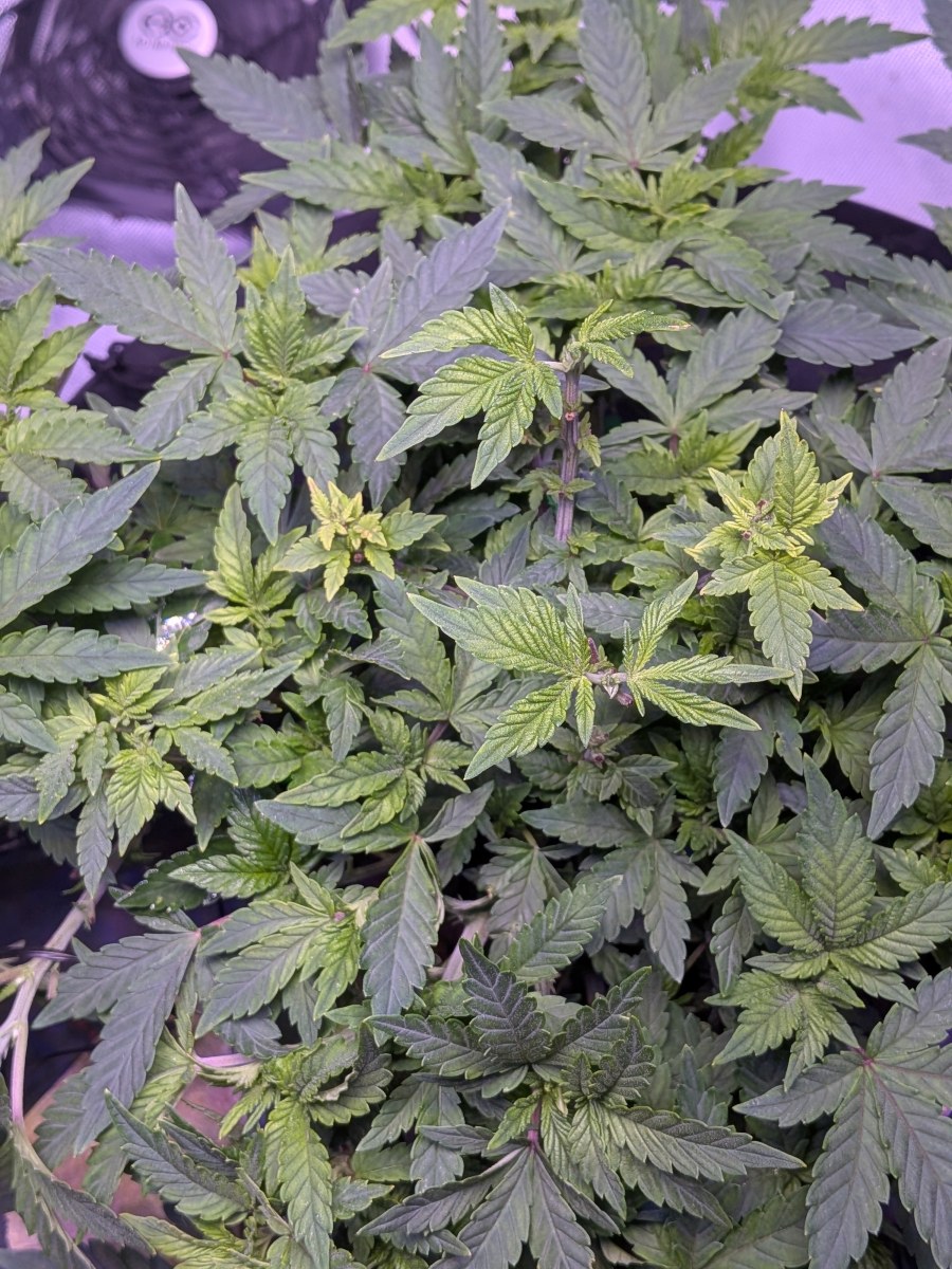 bbs-grow-diaries/blimburnseeds-com/user-39614/6359f072a8bb2c2b
