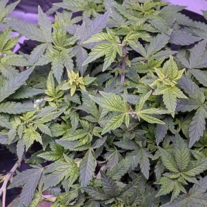 bbs-grow-diaries/blimburnseeds-com/user-39614/6359f072a8bb2c2b