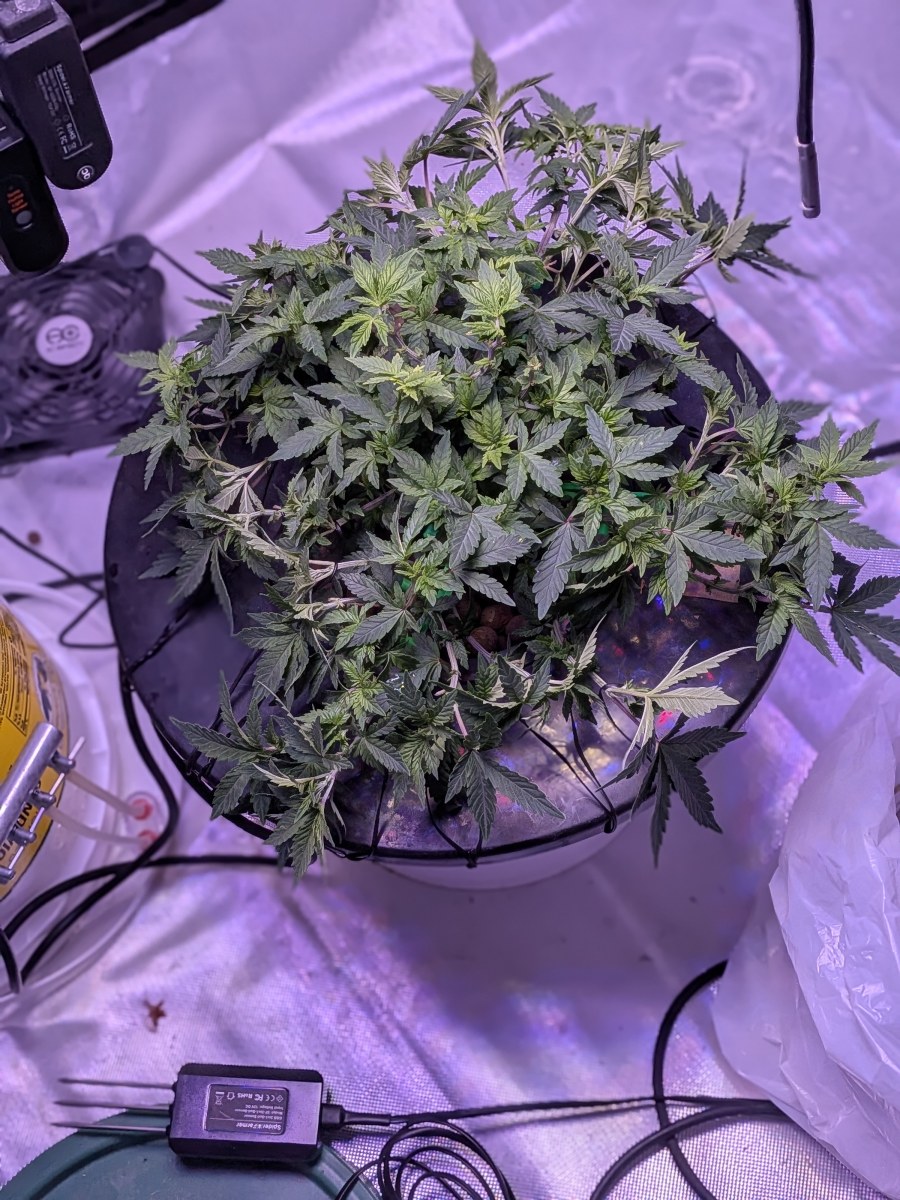 bbs-grow-diaries/blimburnseeds-com/user-39614/7ba66790feeaf68b