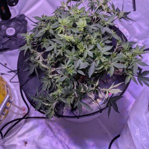 bbs-grow-diaries/blimburnseeds-com/user-39614/7ba66790feeaf68b