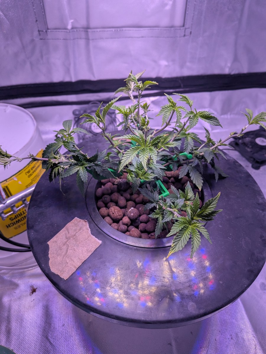 bbs-grow-diaries/blimburnseeds-com/user-39614/91064bed3d6b20e6