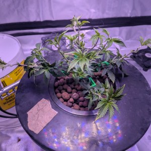 bbs-grow-diaries/blimburnseeds-com/user-39614/91064bed3d6b20e6