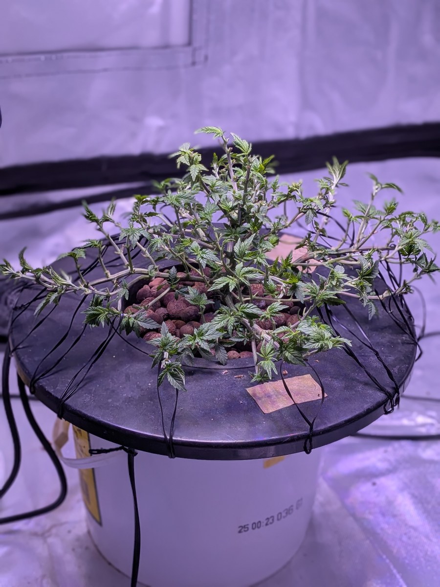 bbs-grow-diaries/blimburnseeds-com/user-39614/a3cef93797917246