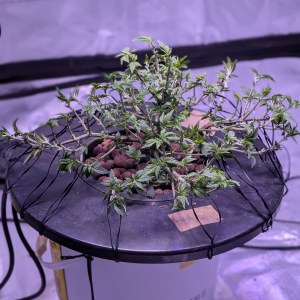 bbs-grow-diaries/blimburnseeds-com/user-39614/a3cef93797917246