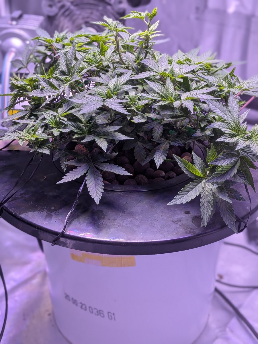 bbs-grow-diaries/blimburnseeds-com/user-39614/a99e8bfc3dca07a9