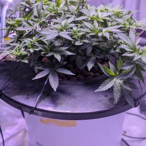 bbs-grow-diaries/blimburnseeds-com/user-39614/a99e8bfc3dca07a9