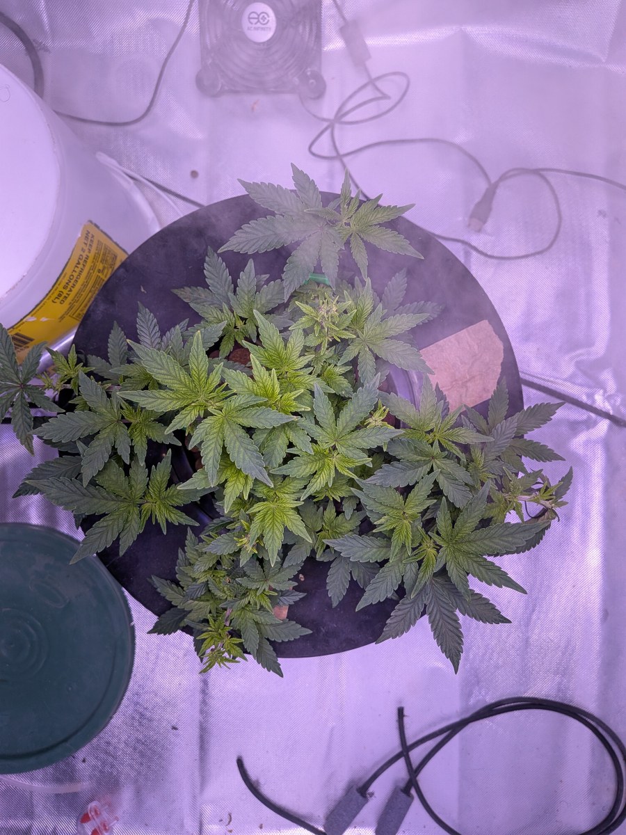 bbs-grow-diaries/blimburnseeds-com/user-39614/ab7aa00787fabae4