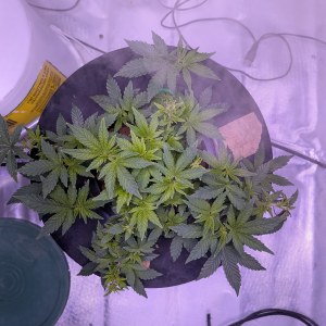 bbs-grow-diaries/blimburnseeds-com/user-39614/ab7aa00787fabae4