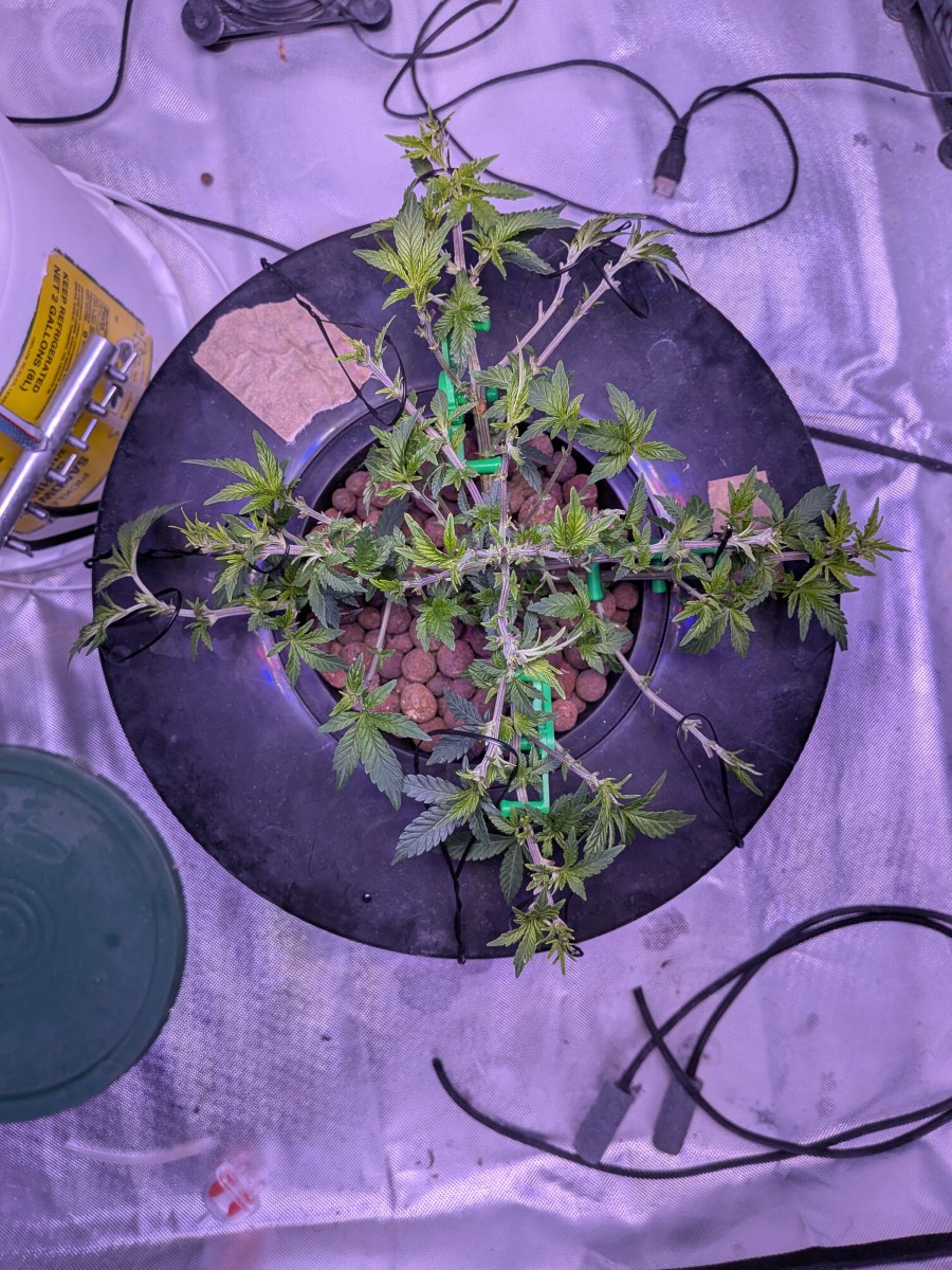 bbs-grow-diaries/blimburnseeds-com/user-39614/b747ac6f1c99318d