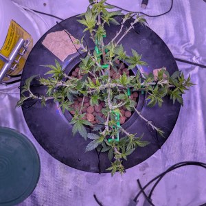 bbs-grow-diaries/blimburnseeds-com/user-39614/b747ac6f1c99318d