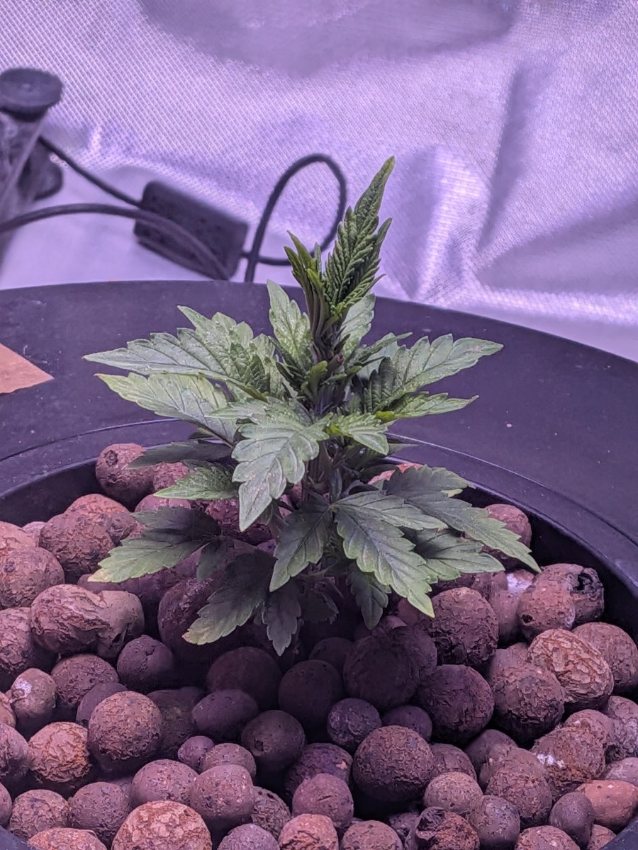 bbs-grow-diaries/blimburnseeds-com/user-39614/cad30a99ad81d5d8