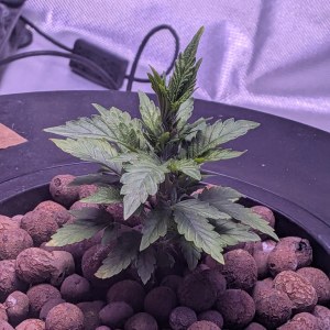 bbs-grow-diaries/blimburnseeds-com/user-39614/cad30a99ad81d5d8