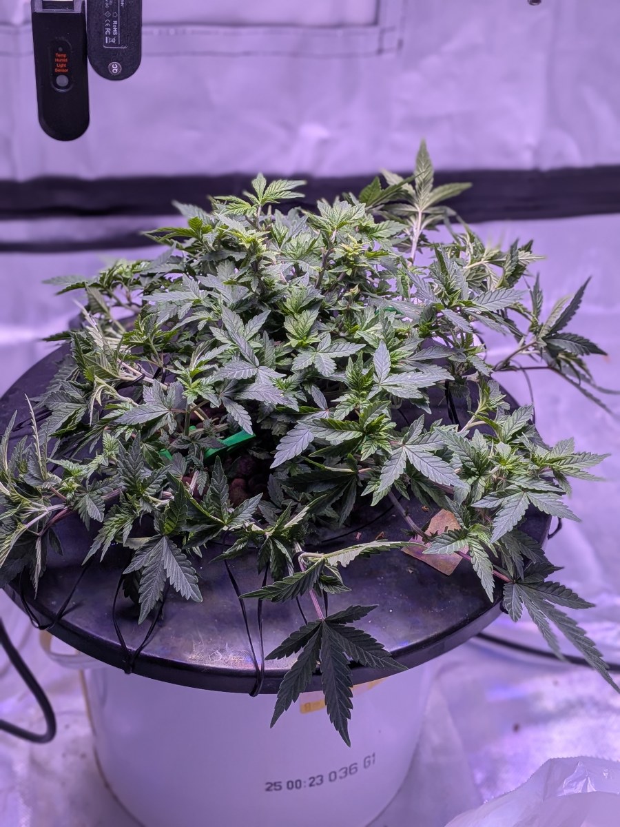 bbs-grow-diaries/blimburnseeds-com/user-39614/d410b28a5f504d2c