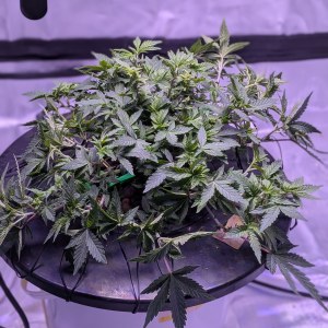 bbs-grow-diaries/blimburnseeds-com/user-39614/d410b28a5f504d2c