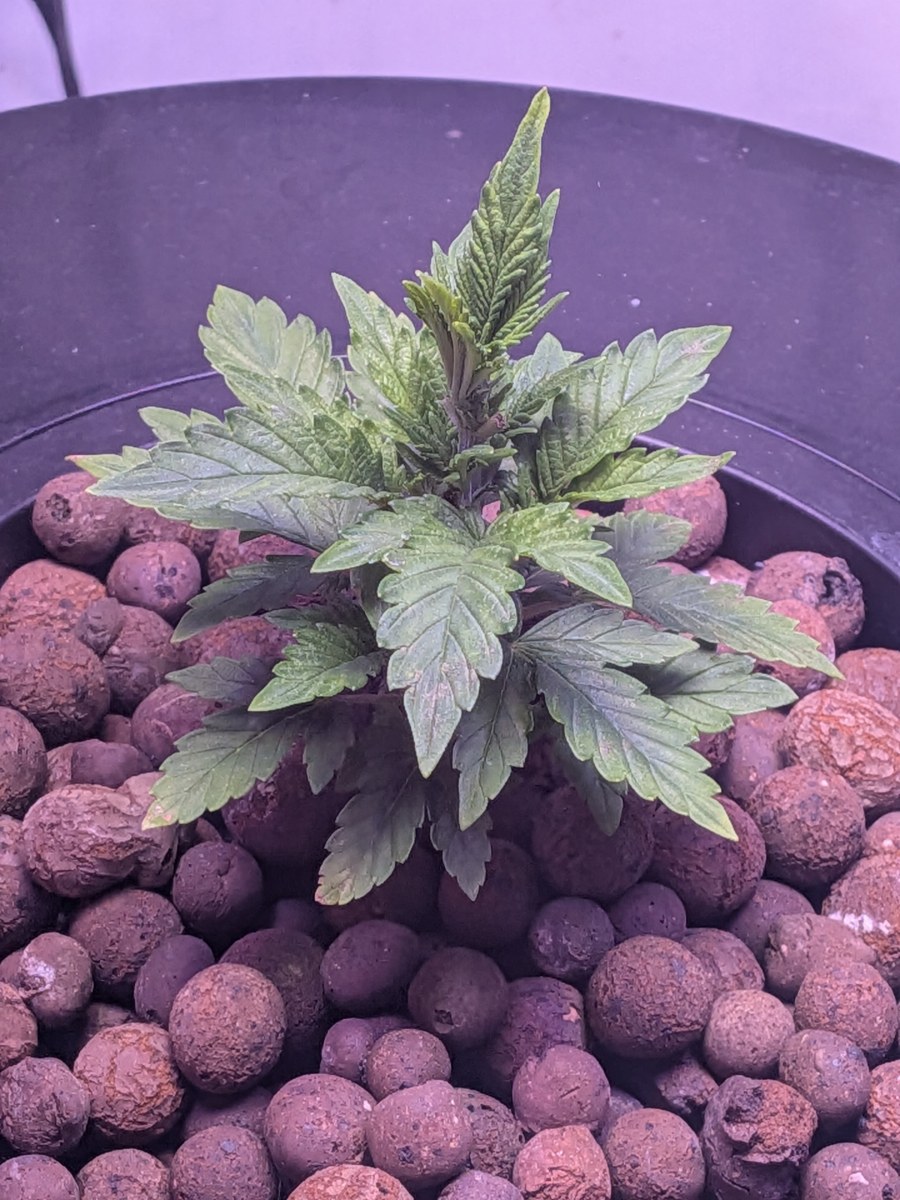 bbs-grow-diaries/blimburnseeds-com/user-39614/d5267c0090f04e7c