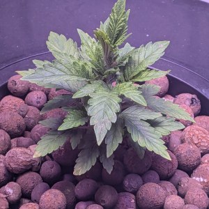 bbs-grow-diaries/blimburnseeds-com/user-39614/d5267c0090f04e7c