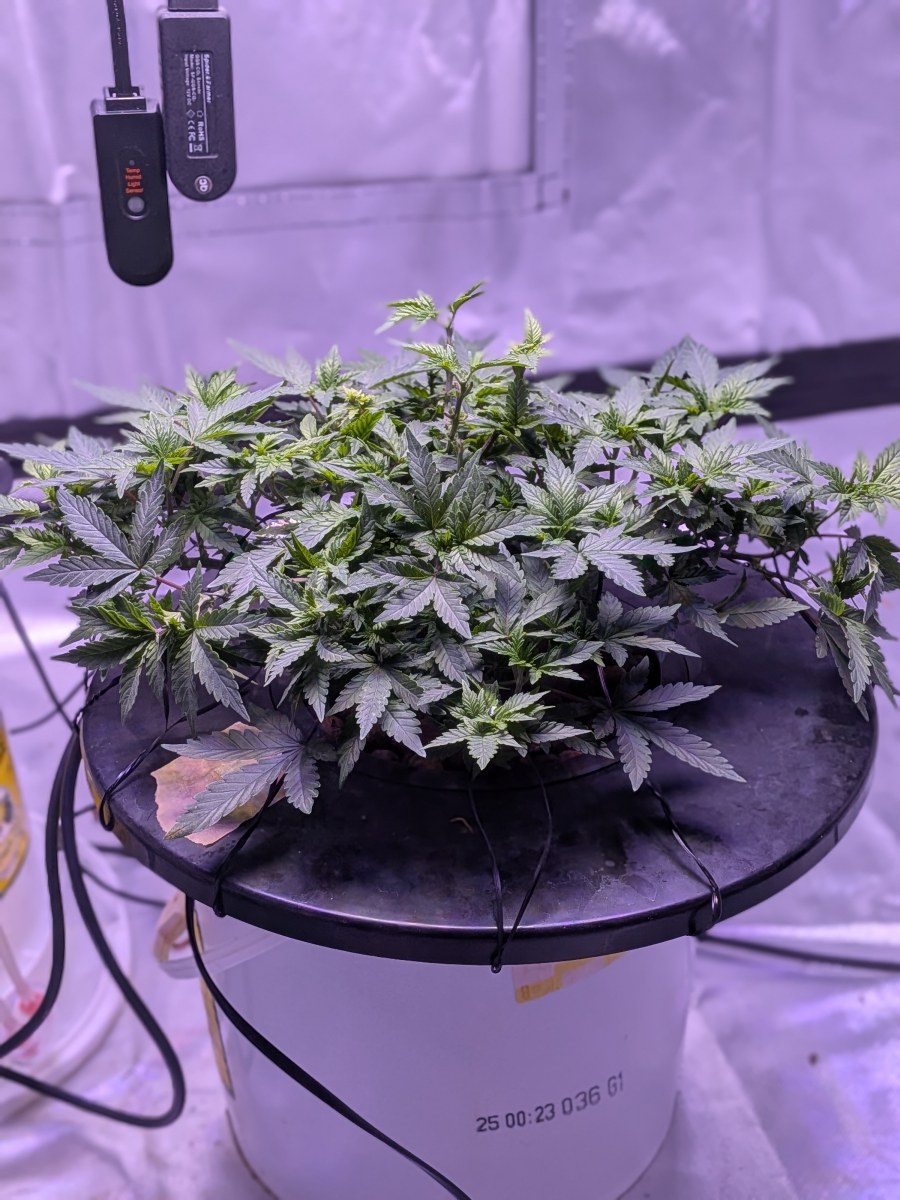 bbs-grow-diaries/blimburnseeds-com/user-39614/eaf1900d20d90b20