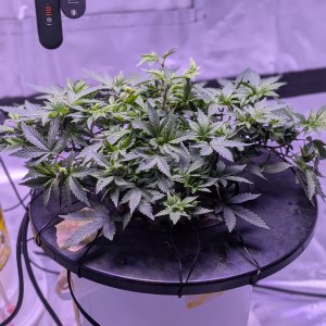bbs-grow-diaries/blimburnseeds-com/user-39614/eaf1900d20d90b20