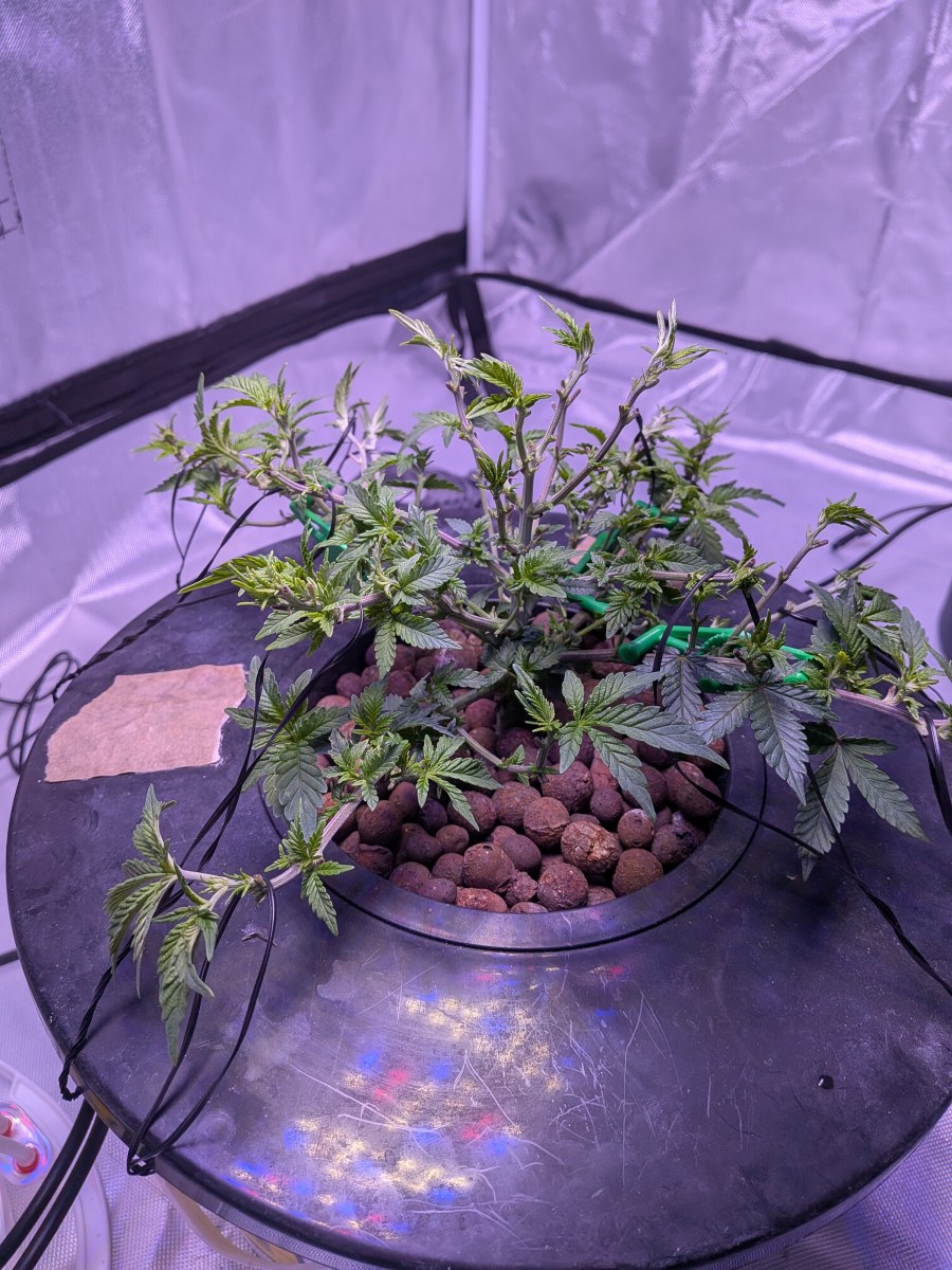 bbs-grow-diaries/blimburnseeds-com/user-39614/ee7d4e6a643e10b6