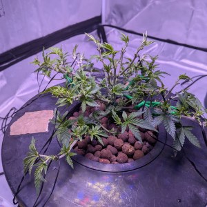 bbs-grow-diaries/blimburnseeds-com/user-39614/ee7d4e6a643e10b6