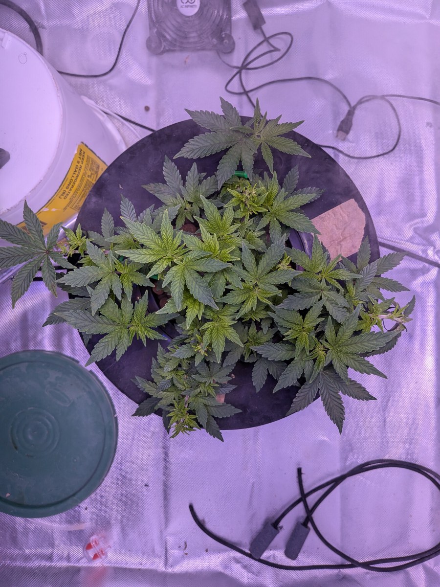 bbs-grow-diaries/blimburnseeds-com/user-39614/f2d61dffb5afbb73