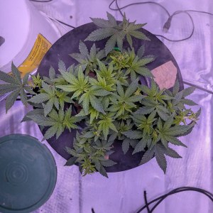 bbs-grow-diaries/blimburnseeds-com/user-39614/f2d61dffb5afbb73