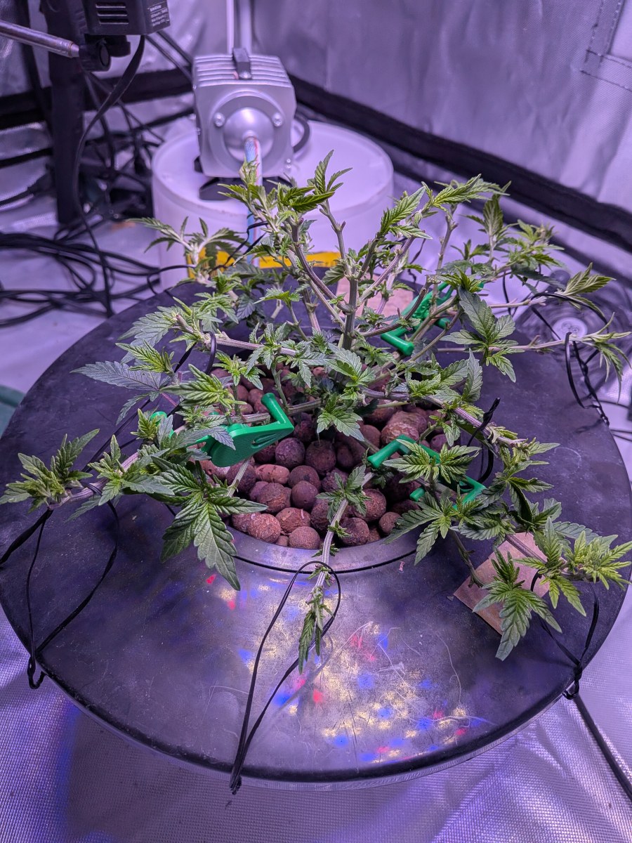 bbs-grow-diaries/blimburnseeds-com/user-39614/fabf5935f55cff24