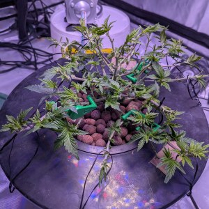 bbs-grow-diaries/blimburnseeds-com/user-39614/fabf5935f55cff24