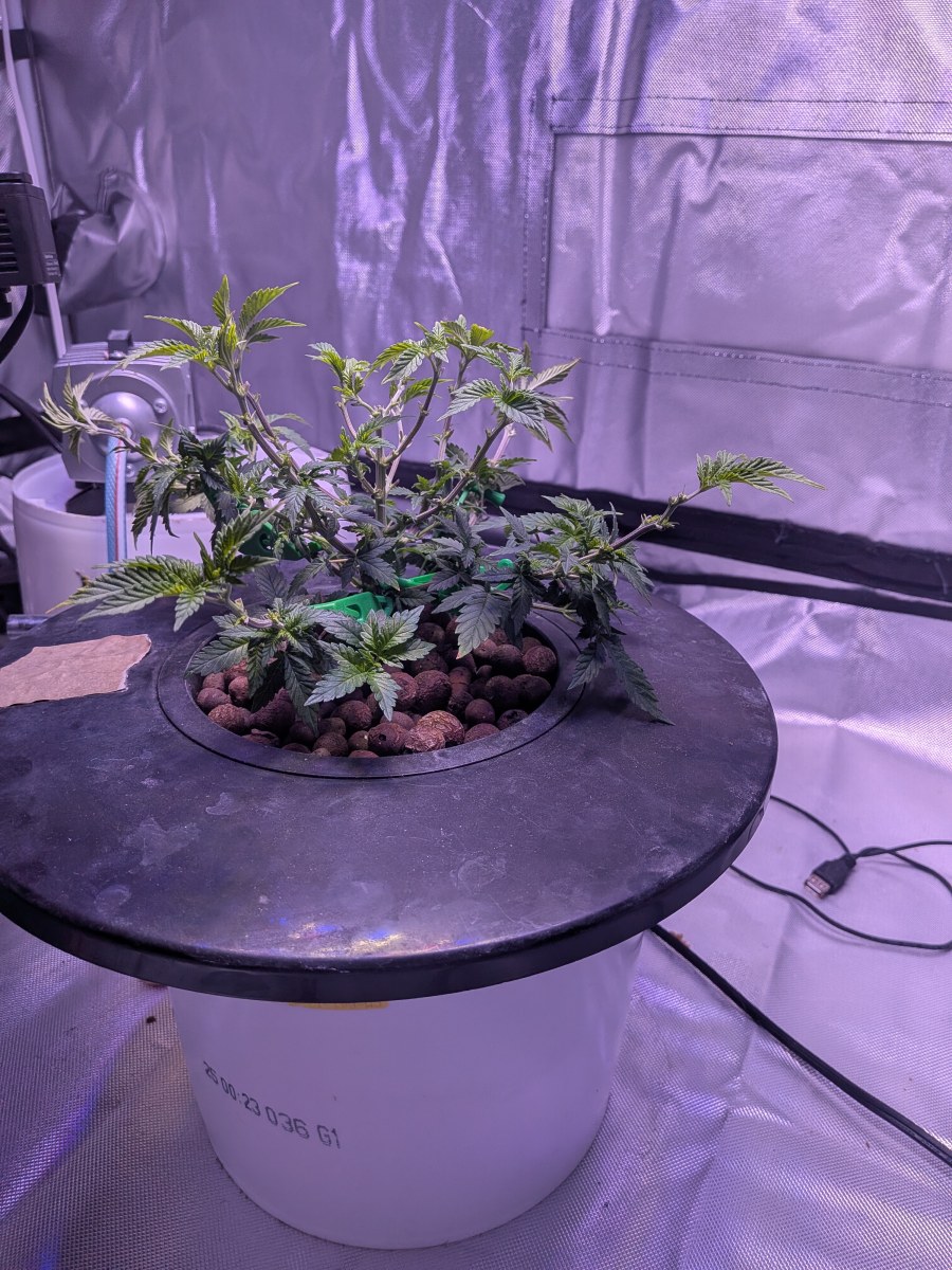bbs-grow-diaries/blimburnseeds-com/user-39614/fe7877b8f336dc05