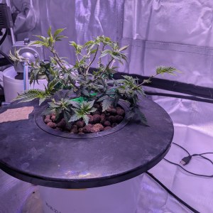 bbs-grow-diaries/blimburnseeds-com/user-39614/fe7877b8f336dc05