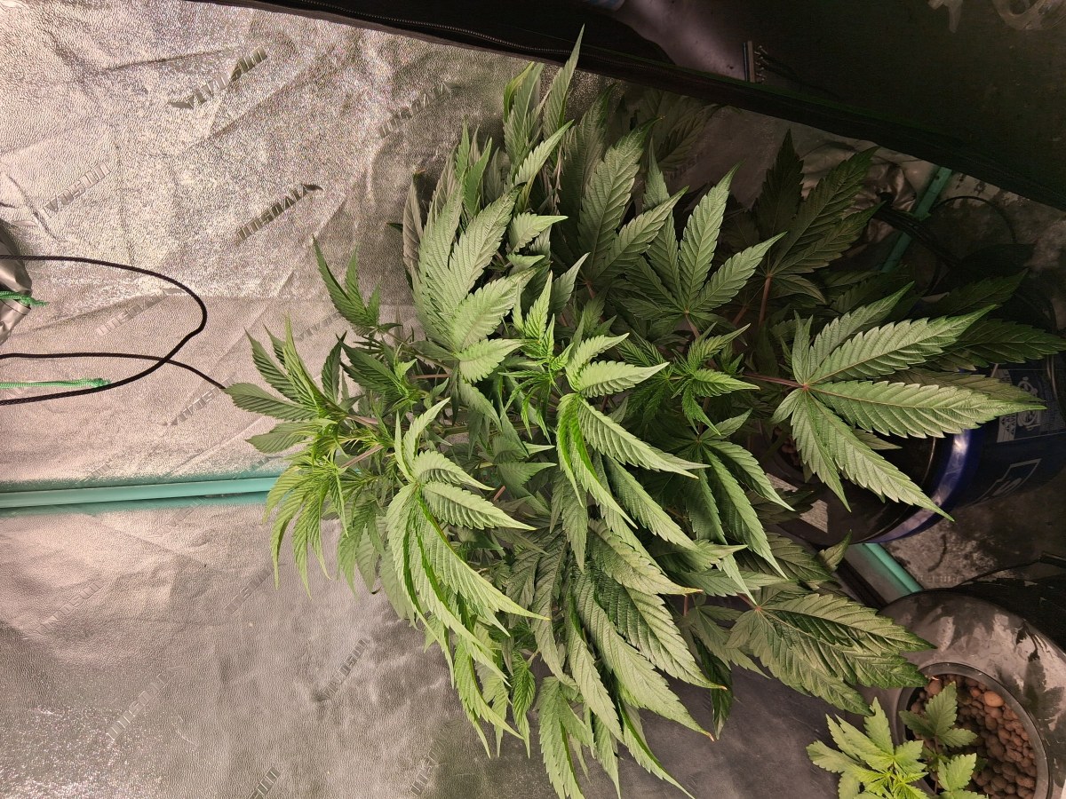 bbs-grow-diaries/blimburnseeds-com/user-39792/03ebae9a3a8f295b