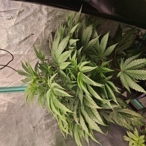 bbs-grow-diaries/blimburnseeds-com/user-39792/03ebae9a3a8f295b