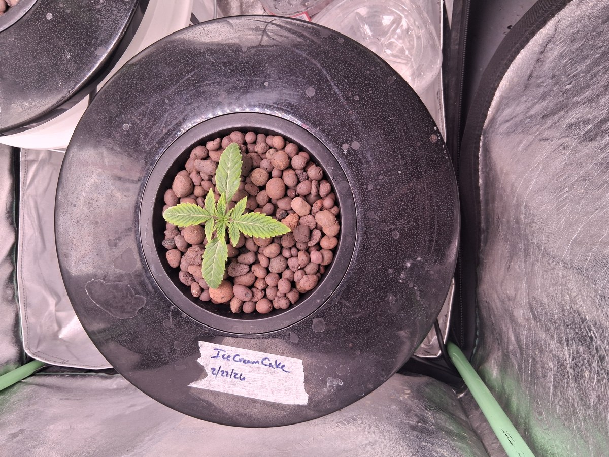 bbs-grow-diaries/blimburnseeds-com/user-39792/0f8f68eff7a0f908