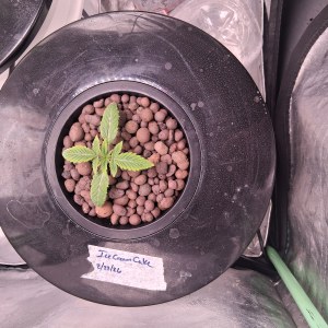 bbs-grow-diaries/blimburnseeds-com/user-39792/0f8f68eff7a0f908