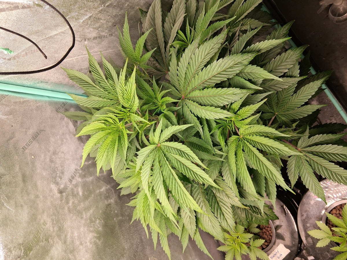 bbs-grow-diaries/blimburnseeds-com/user-39792/0f9ffdb5d6d00b1e