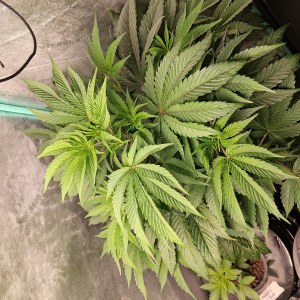 bbs-grow-diaries/blimburnseeds-com/user-39792/0f9ffdb5d6d00b1e