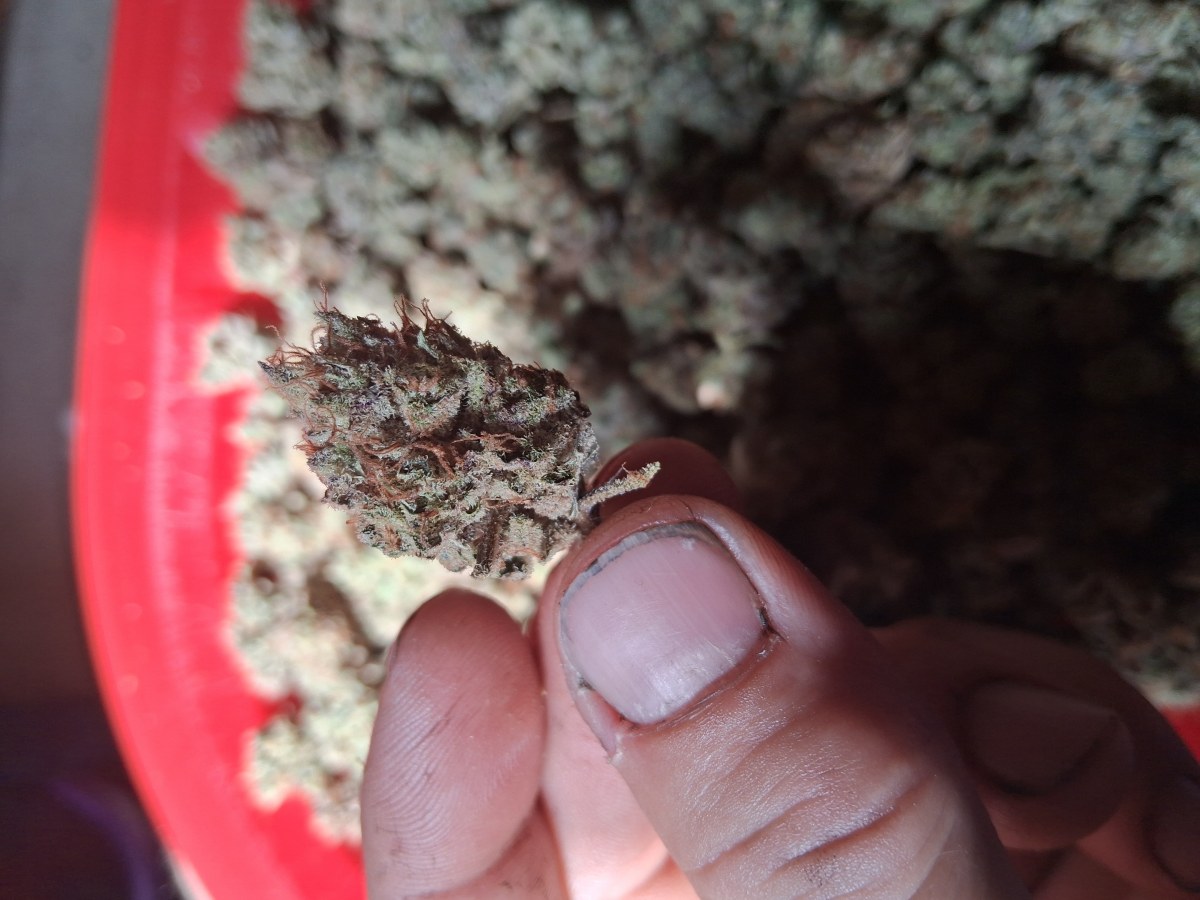 bbs-grow-diaries/blimburnseeds-com/user-39792/0ff7b9e402399808