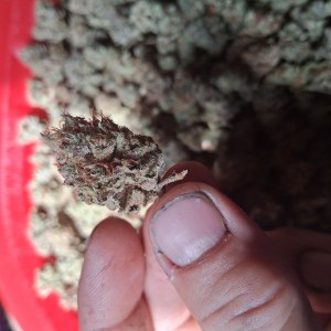 bbs-grow-diaries/blimburnseeds-com/user-39792/0ff7b9e402399808