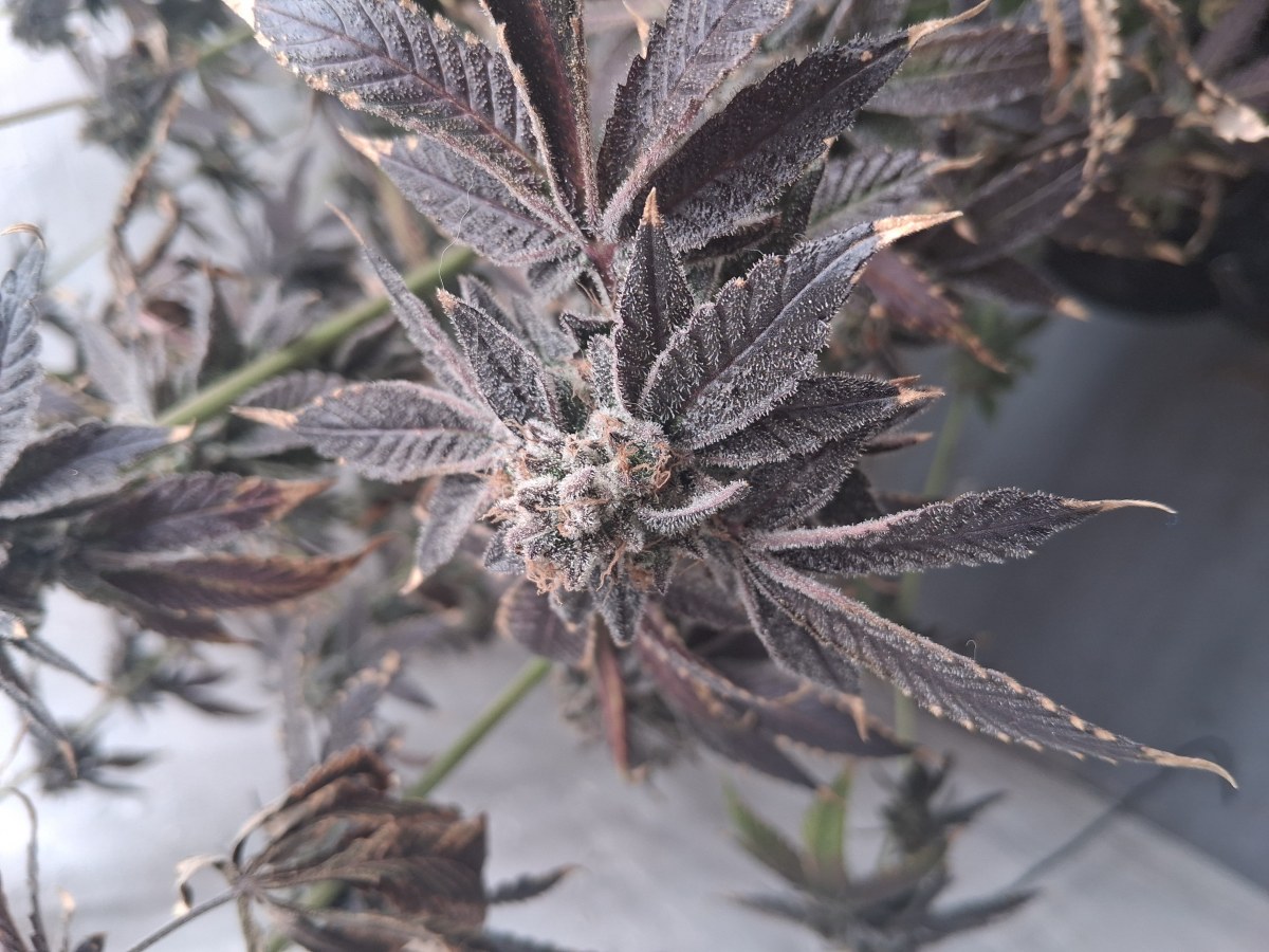bbs-grow-diaries/blimburnseeds-com/user-39792/102f5bb49a5c9f41